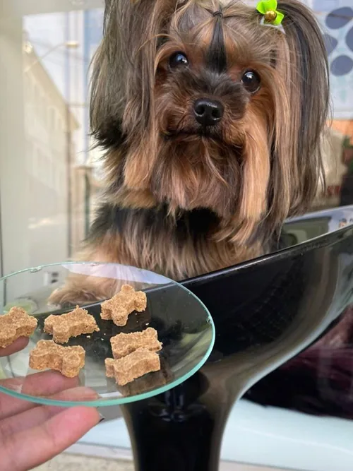 Pet recebendo medicamento manipulado em forma de biscoito — ByoPet