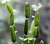 Cissus Quadrangularis