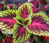Coleus Forskohlii
