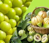 Garcinia