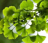 Ginkgo Biloba