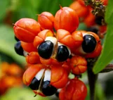 Guaraná