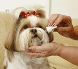 Veterinários — Byoderma